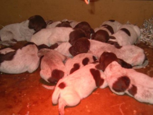 ESTOS SON LAS PRECIOSAS CRIAS QUE HA TENIDO KIARA .. 9 MACHOS Y 4 HEMBRAS ESTOS SON LAS PRECIOSAS CRIAS QUE HA TENIDO KIARA .. 9 MACHOS Y 4 HEMBRAS